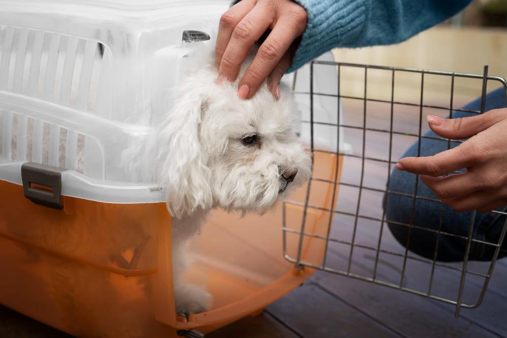 Tailored Travel Crate Solutions