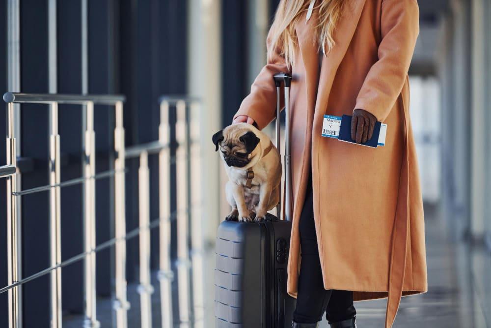 Custom Animal Flight Planning