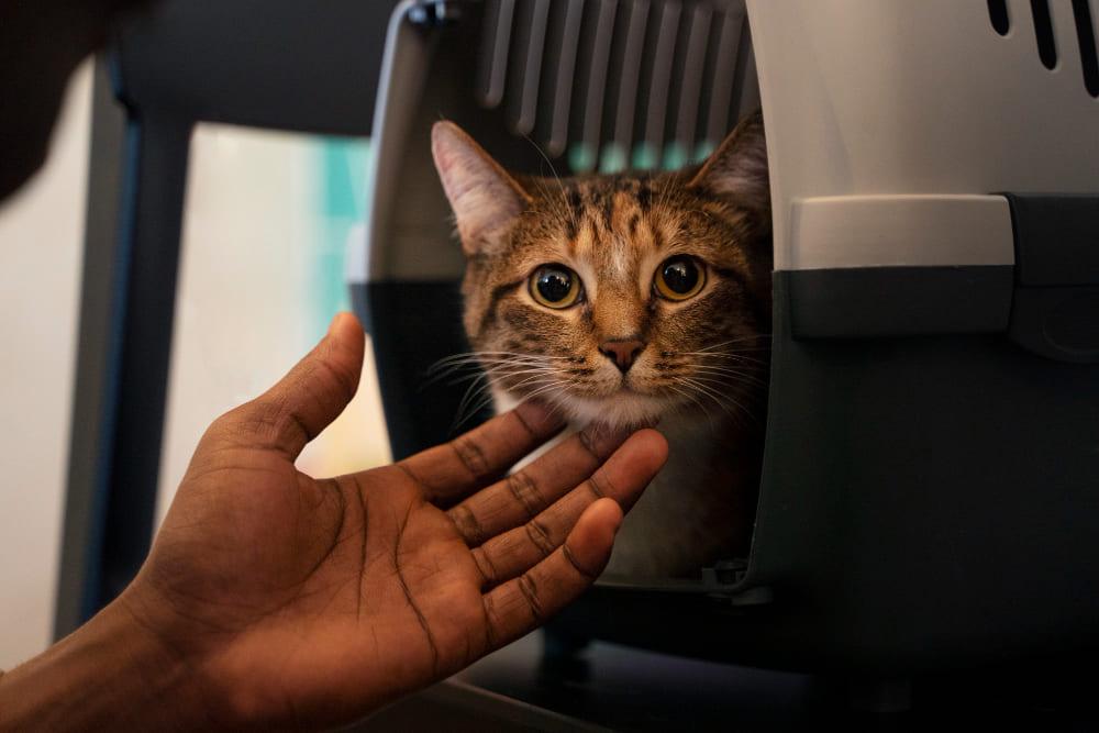 Flying Pets Safely: InfiniteImpactZone's Approach