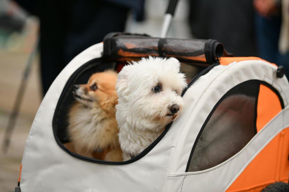 Essential Tips for Stress-Free Pet Flights
