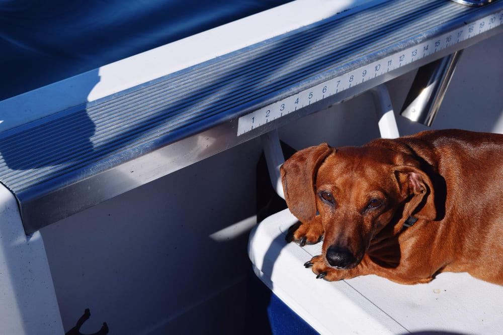 Global Pet Relocation Experts